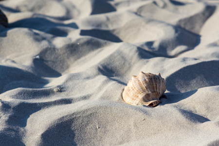 ocean shell on fine sand on the beach - a symbol of holidays and relaxationの写真素材