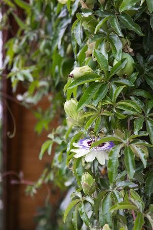 passifloras flowers outdoors in Croatia - flowering passionflowerの写真素材