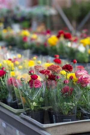Colorful Ranunculus Asiaticus flowers - gardening spring timeの写真素材