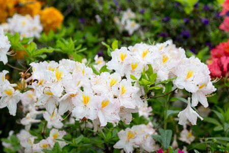 white azaleas in the gardenの写真素材