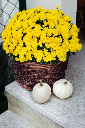 yellow blooming chrysanthemum in a wicker basket and white baby boo pumpkins on the stairs - a decoration of the entrance to the houseの写真素材