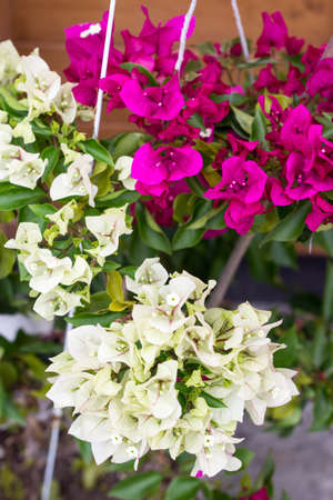 White pink bougainvillea two tone color flower blooming in the pot