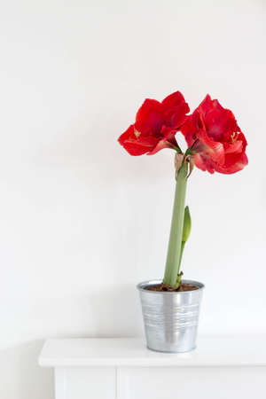 blooming red amaryllis flowerの写真素材