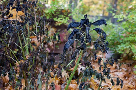 dahlias attacked by frost
