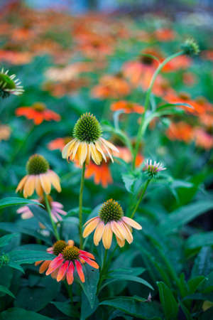 Orange Echinacea blooming coneflower for insect and Bee Friendly gardenの写真素材