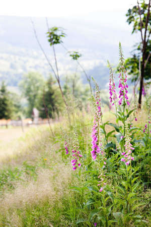 Purple foxglove flowers in the meadow with mountain backgroundの写真素材