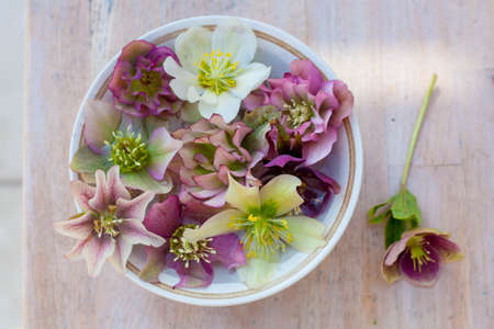 a ceramic bowl with beautiful variete of pink and white hellebore on wooden tableの写真素材