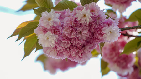 cherry blossom on a tree in spring, close-upの写真素材