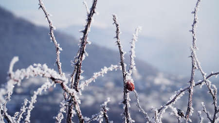 Frosted branches of a bush in winter against the background of mountainsの写真素材