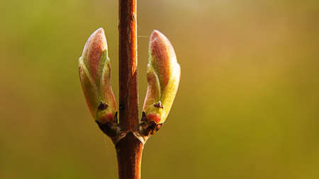 Blossoming buds on a branch of a tree. Close-up.