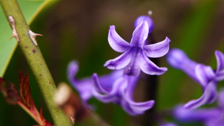 Hyacinthus orientalis in bloom, close-up