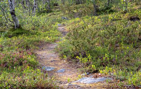 Hiking path in the forest tundra, Norwayの写真素材