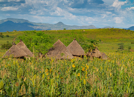 Traditional houses in Lower Oma Valley, Ethiopiaの写真素材