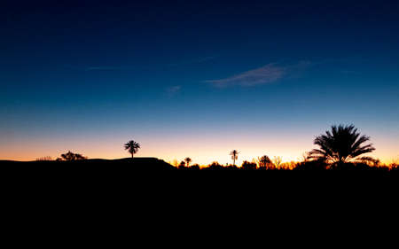 Palm trees in the sunrise, Moroccoのeditorial素材