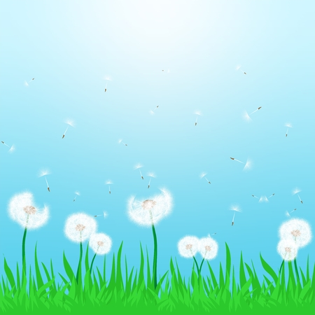 Spring landscape with flowering white dandelion being blown in the wind with green grass and sun shine with a blue skyのイラスト素材