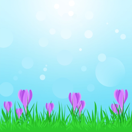 Spring landscape with green grass with purple spring flowers and blue sky with sun reflections. Crocus in the spring sunshineのイラスト素材
