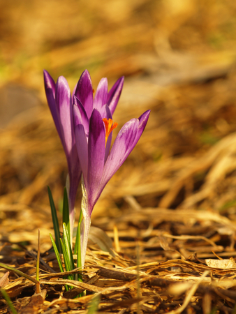 Purple spring flower with green leaves and stem and sun reflections in the meadow. Blooming crocus in a home garden.の写真素材