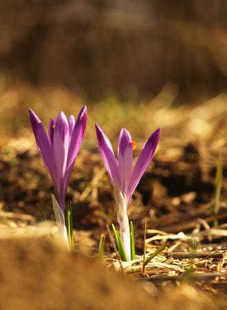 Purple spring flower with green leaves and stem and sun reflections in the meadow. Blooming crocus in a home garden.の写真素材