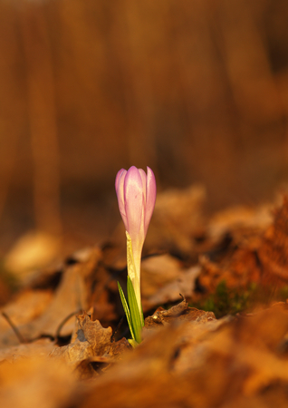 Purple spring flower with green leaves and stem and sun reflections in the meadow. Blooming crocus in a home garden.の写真素材