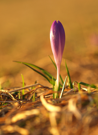 Purple spring flower with green leaves and white stem and sun reflections in the meadow. Blooming crocus in grass a home garden.の写真素材