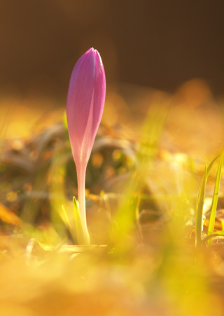 Purple spring flower with green leaves and white stem and sun reflections in the meadow. Blooming crocus in grass a home garden.の写真素材