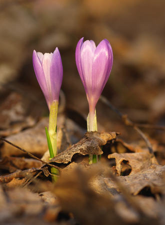 Purple spring two flower with green leaves and white stem and sun reflections in the meadow. Blooming crocus in grass a home garden.の写真素材