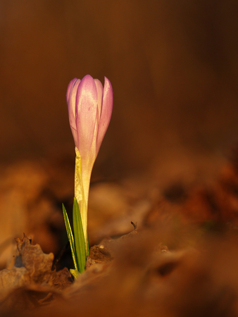Purple spring flower with green leaves and white stem and sun reflections in the meadow. Blooming crocus in grass a home garden.の写真素材