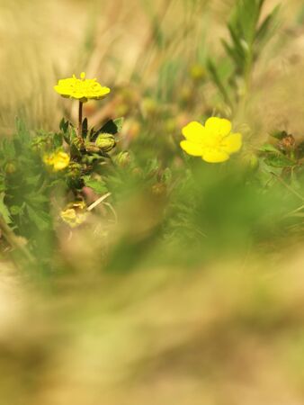Yellow flower Creeping Cinquefoil herbaceous perennial of medical plant in grass on meadow near forest with green leaves and stem at sunset. Blooming spring flower Potentilla reptans on gardenの写真素材