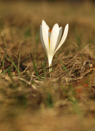 White spring flower with green leaves and stem and sun reflections in the meadow. Blooming crocus in a home garden.の写真素材