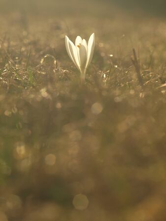White spring flower with green leaves and stem and sun reflections in the meadow. Blooming crocus in a home garden.の写真素材