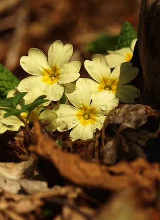 Yellow flower cowslip herbaceous perennial of medical plant in grass on meadow near forest with green leaves and stem at sunset. Blooming spring flower Primula veris on gardenの写真素材