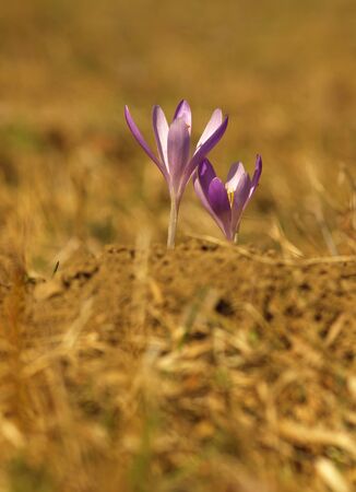 Purple spring three flower with green leaves and white stem and sun reflections in the meadow. Blooming crocus in grass a home garden.の写真素材