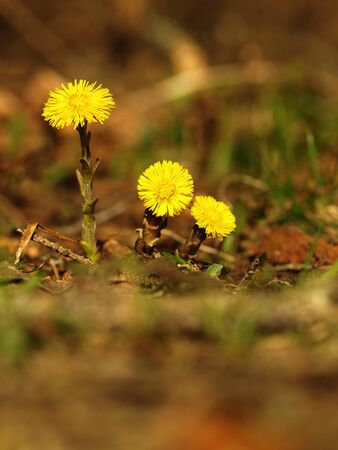 Yellow flower coltsfoot herbaceous perennial of medical plant in grass on meadow near forest with green leaves and stem at sunset. Blooming spring flower Tussilago farfara on gardenの写真素材