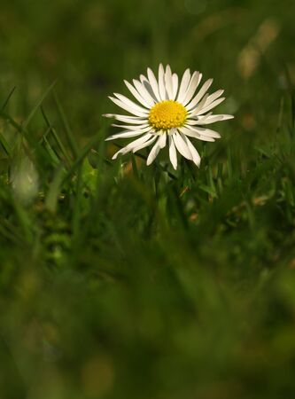 White flower common daisy herbaceous perennial of medical plant in grass on meadow near forest with green leaves and stem at sunset. Blooming spring flower Bellis perennis on gardenの写真素材