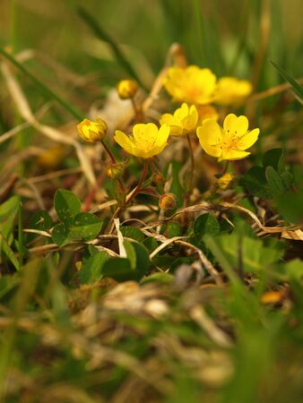 Yellow flower Creeping Cinquefoil herbaceous perennial of medical plant in grass on meadow near forest with green leaves and stem at sunset. Blooming spring flower Potentilla reptans on gardenの写真素材