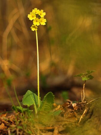 Yellow flower cowslip herbaceous perennial of medical plant in grass on meadow near forest with green leaves and stem at sunset. Blooming spring flower Primula veris on gardenの写真素材