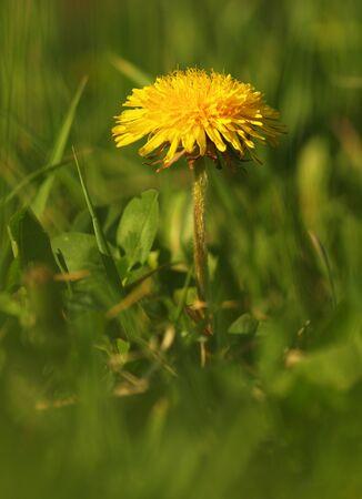 Yellow flower of medical plant in grass on meadow near forest with green leaves and stem at sunset. Blooming dandelion flower on gardenの写真素材