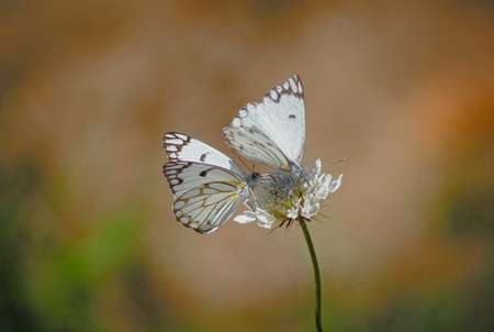 Picture of two butterflies resting on a flower