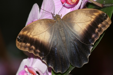 butterflyの写真素材