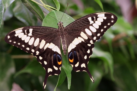 butterflyの写真素材