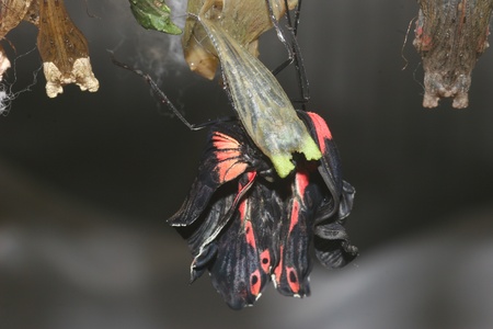 Butterfly Hatchingの写真素材