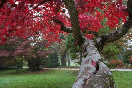 Red japanese maple