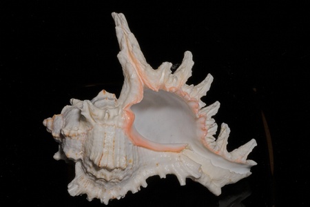 Concha Sea Shell