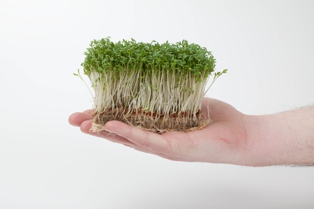 Growing Plantの写真素材