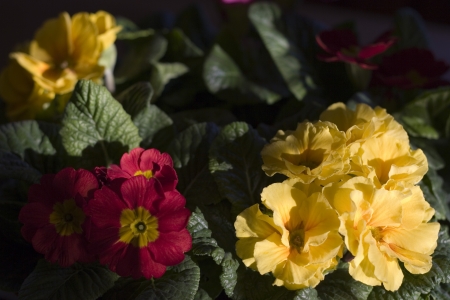 flower potの写真素材