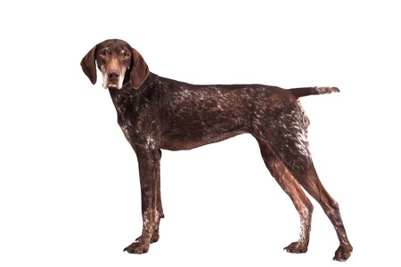 German Wirehair Pointer German Wirehair Pointer