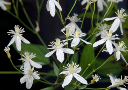 Clematis is a genus of about 300 species within the buttercup family Ranunculaceaeの写真素材