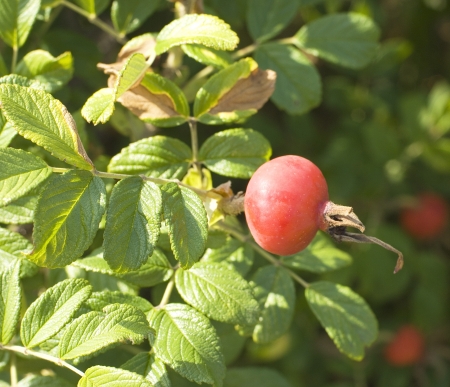 Rose hip branches with fruits on it  Summer daylightの写真素材