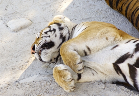 asian tigers lying on rock and sleepの写真素材