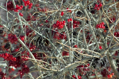 viburnum berries in winter. winter day. January